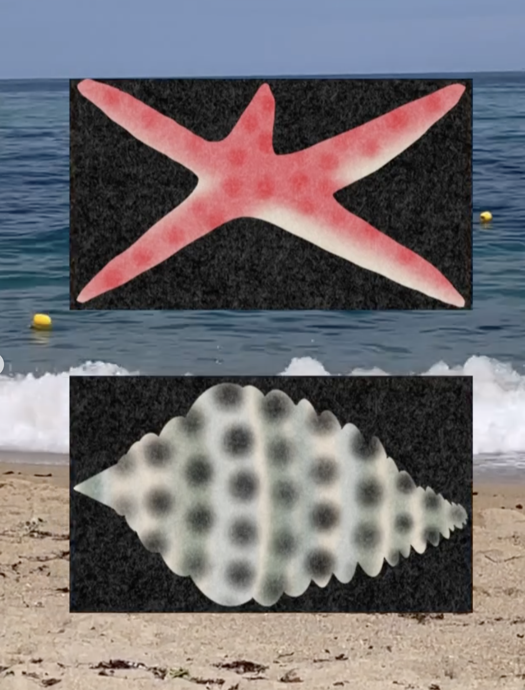 Seashells 5